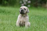 CANE CORSO 1031